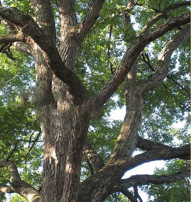 Soluções Florestais